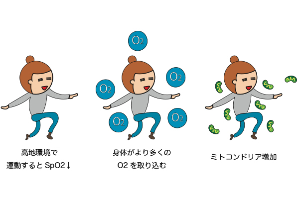 なぜ、低酸素トレーニングでカラダが元気になるの？